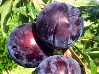 Japonská švestka 'Black Amber'  Prunus salicina 'Black Amber'