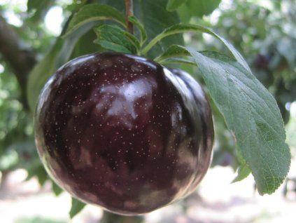Bluma 'Friar'  Prunus domestica subsp. italica 'Friar'
