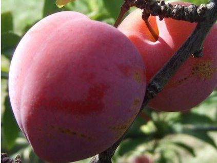 Bluma 'Superior'  Prunus domestica subsp. italica ´Superior´