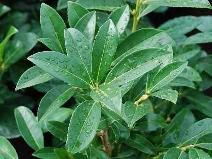Prunus laurocerasus Reynavaanii (1)