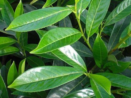 Bobkovišeň lékařská 'Caucasica'  Prunus laurocerasus 'Caucasica'