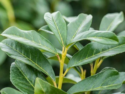 Bobkovišeň lékařská 'Genolia'  Prunus laurocerasus 'Genolia'