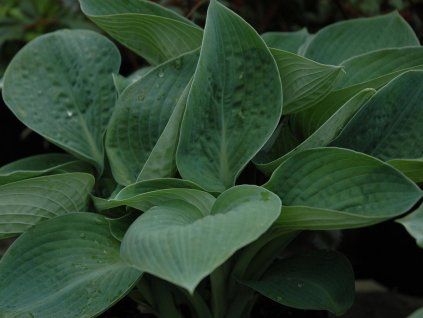 36180 1 36180 1 36180 1 36180 bohyska big daddy hosta big daddy