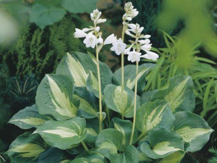 Bohyška 'Dream Queen' - Hosta 'Dream Queen'  Hosta 'Dream Queen'