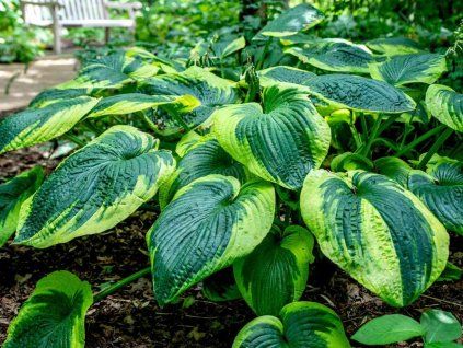 frances williams hosta landscaping uses care 4125603 03 f967b5bab40c4253bdba6d22f5358320