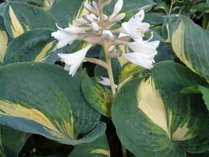 Bohyška 'Great Expectation' - Hosta 'Great Expectation'  Hosta 'Great Expectation'