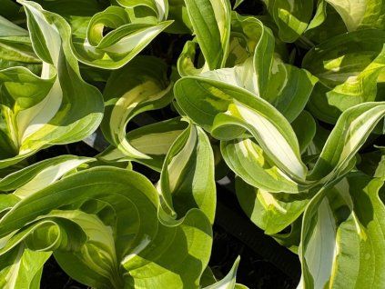 Bohyška 'Mediovariegata' - Hosta undulata 'Mediovariegata'  Hostaundulata 'Mediovariegata'