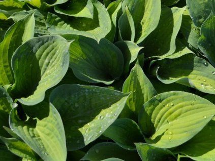 Bohyška 'Paul's Glory' - Hosta 'Paul's Glory'  Hosta 'Paul's Glory'