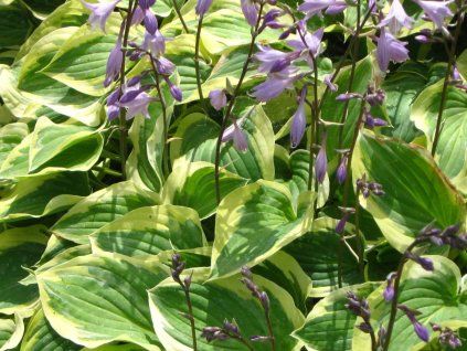 Bohyška 'Pilgrim' - Hosta 'Pilgrim'  Hosta 'Pilgrim'