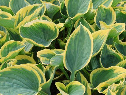 Bohyška 'Sagae' - Hosta 'Sagae'  Hosta 'Sagae'