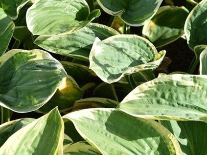 Bohyška 'Snow Cap' -  Hosta 'Snow Cap'  Hosta 'Snow Cap'