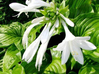 Bohyška jitrocelová 'Grandiflora' - Hosta plantaginea 'Grandiflora'  Hosta plantaginea 'Grandiflora'