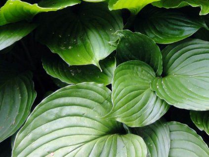 Bohyška modrofialová - Hosta ventricosa  Hosta ventricosa
