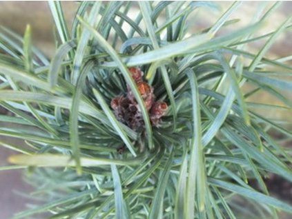 fastigiata