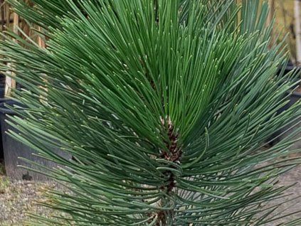 Borovice bělokorá 'Malinki'  Pinus leucodermis 'Malinki'