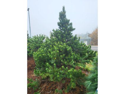 Pinus uncinata