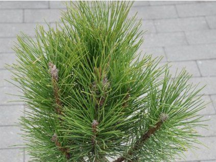 Borovice černá 'Obelisk'  Pinus nigra 'Obelisk'