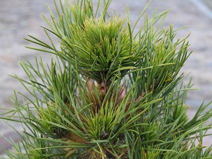 36765 1 borovice lesni globosa viridis