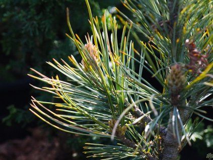 Borovice limba 'Aurea'  Pinus cembra 'Aurea'