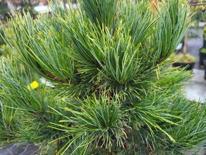 Pinus cembra 'Glauca' (1)