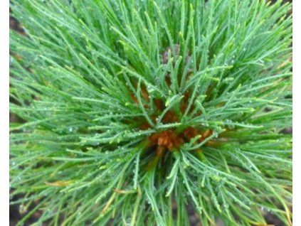 36804 1 borovice limba var sibirica