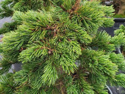 Pinus aristata 'Glauca'