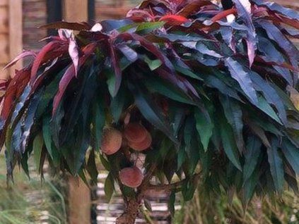 Broskvoň 'Crimson Bonfire'  Prunus persica 'Crimson Bonfire'