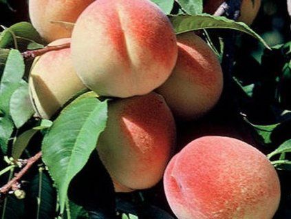 Broskvoň 'Elberta'  Prunus persica 'Elberta'