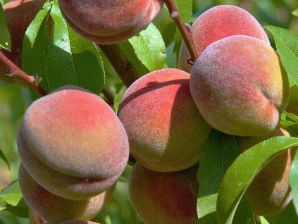 Broskvoň 'Kernechter vom Vorgebirge'  Prunus persica 'Kernechter vom Vorgebirge'