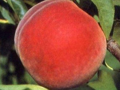 Broskvoň 'Madison'  Prunus persica 'Madison'