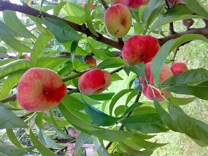 Broskvoň 'Pan Tao'  Prunus persica 'Pan Tao'