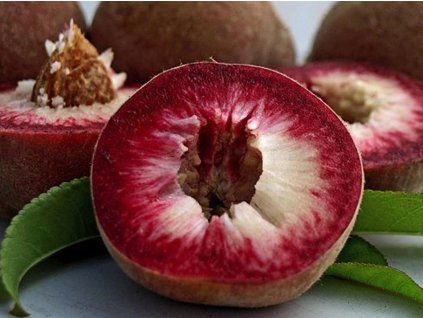Broskvoň 'Roter Wienbergpfirsich'  Prunus persica 'Roter Wienbergpfirsich'