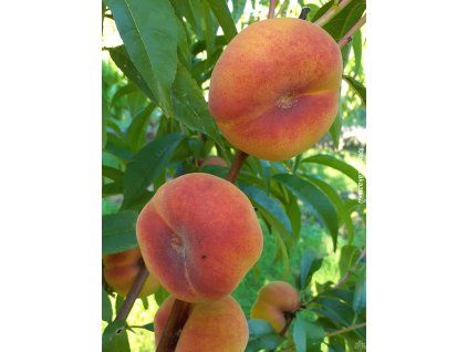 Broskvoň 'Sandwich Gelb'  Prunus persica 'Sandwich Gelb'