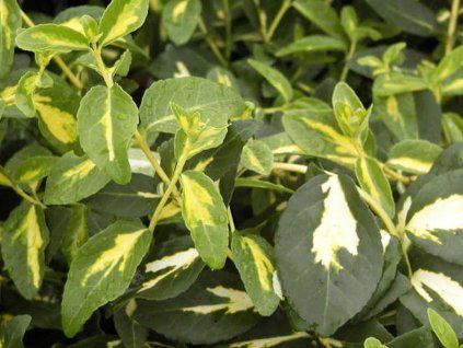 Brslen Fortuneův 'Interbolwi' Blondy  Euonymus fortunei 'Interbolwi' Blondy
