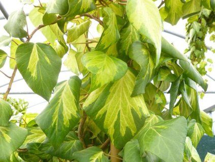 Břečťan kavkazský 'Sulphur Heart'  Hedera colchica 'Sulphur Heart'