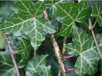 Břečťan popínavý 'Thorndale'  Hedera helix 'Thorndale'