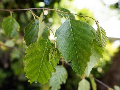 Betula albosinensis Fascination scaled