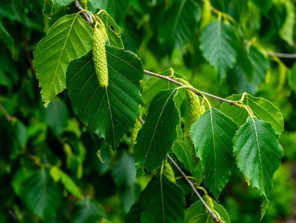 Betula papyrifera–Paper birch–Betulaceae–7 1 20 2