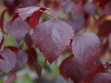 rubra3