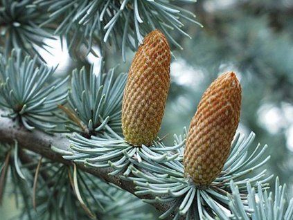 glauca