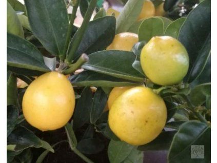 citrus lara