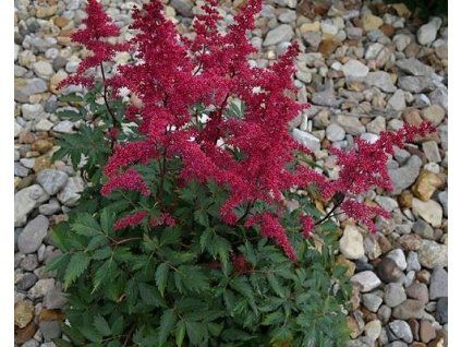 37794 1 cechrava arendsova biala mala astilbe x arendsii biela mala