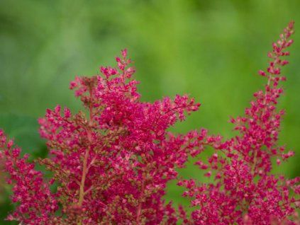 Čechrava japonská 'Koblenz' - Astilbe japonica 'Koblenz'  Astilbe japonica 'Koblenz'