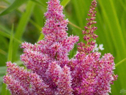 Čechrava japonská 'Mainz' - Astilbe japonica 'Mainz'  Astilbe japonica 'Mainz'