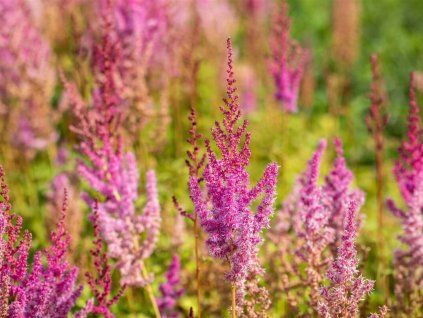 Čechrava taquetii 'Purpurlanze' - Astilbe taquetii 'Purpurlanze'  Astilbe taquetii 'Purpurlanze'