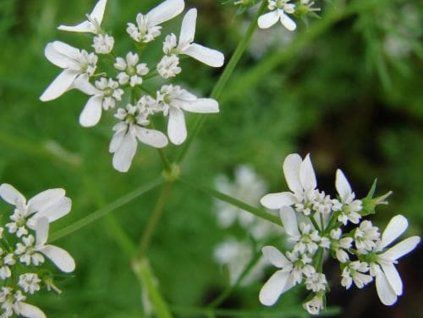 Čechřice vonná - Myrrhis odorata  Myrrhis odorata