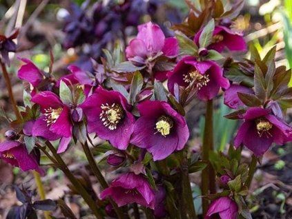 helleborus pretty ellen red
