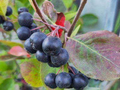 Arónie, černý jeřáb 'Nero'  Aronia x prunifolia