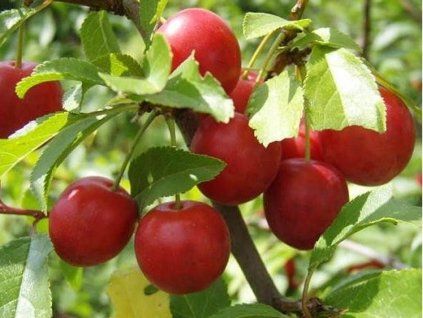 Červená slivoň 'Holywood'  Prunus domestica ´Holywood´