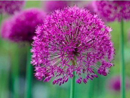 purple sen
